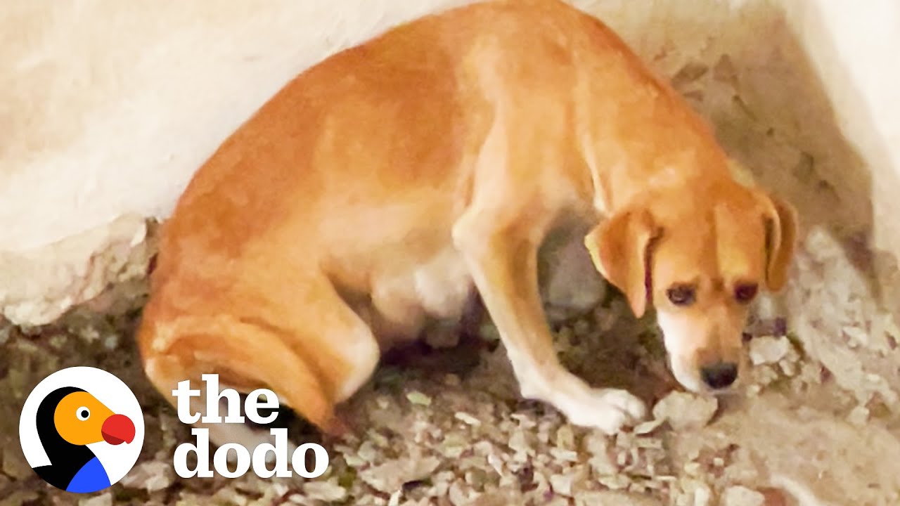 Mama Dog Was Trapped Underground With Her Puppies | The Dodo