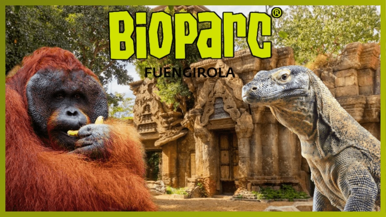 🦍BIOPARC FUENGIROLA🦍 | Zoo-inmersión + NUEVA ZONA | De los mejores zoos de Europa 2024