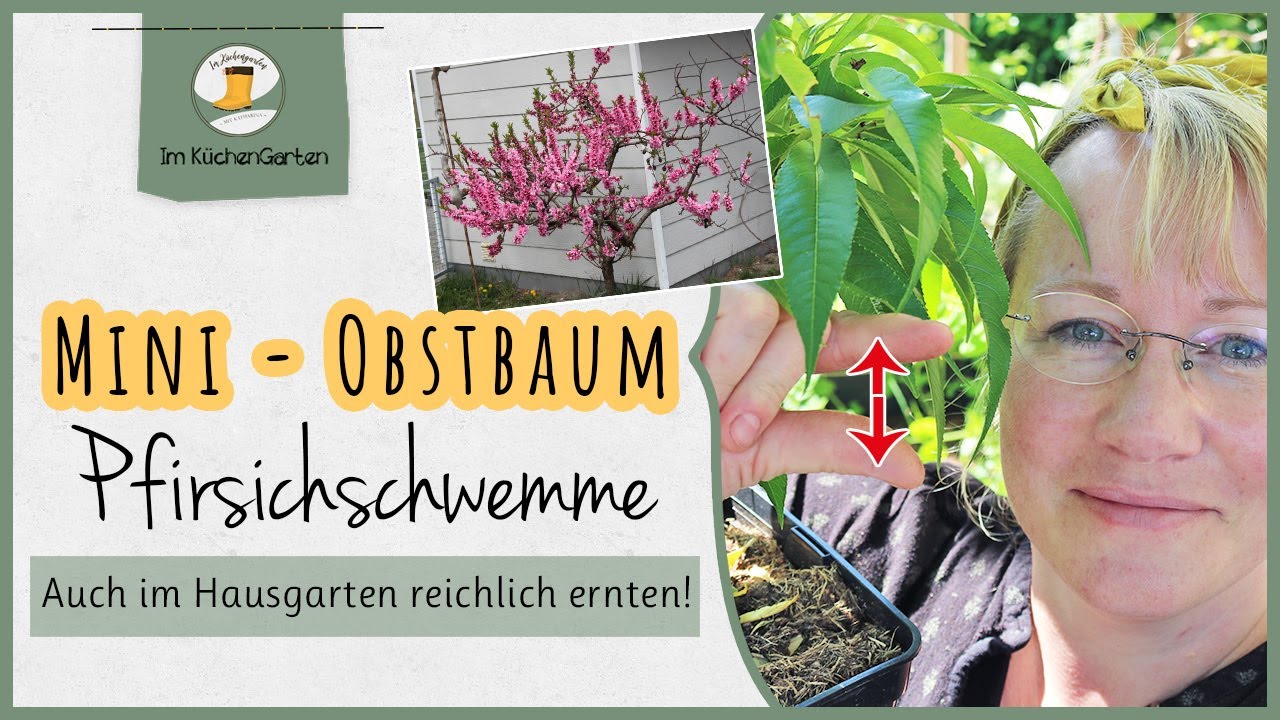 Obstbäume 🌳 im Hausgarten - Mini 🍑 Pfirsichbaum pflanzen