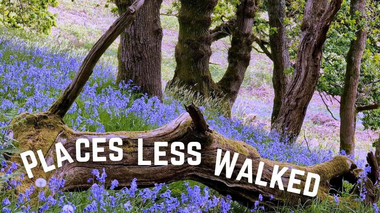 Llanbradach bluebells: A 5.4  mile circular walk in the South Wales Valleys