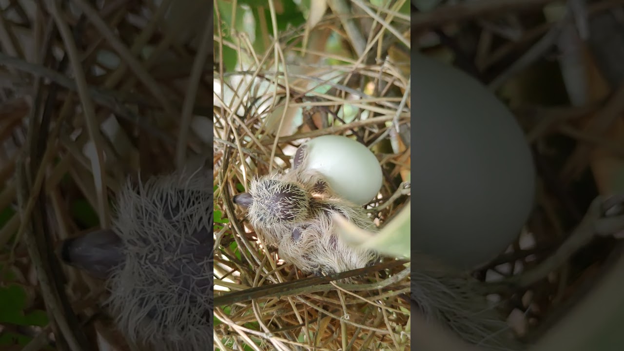 Poor Little Baby Dove in the nest  41