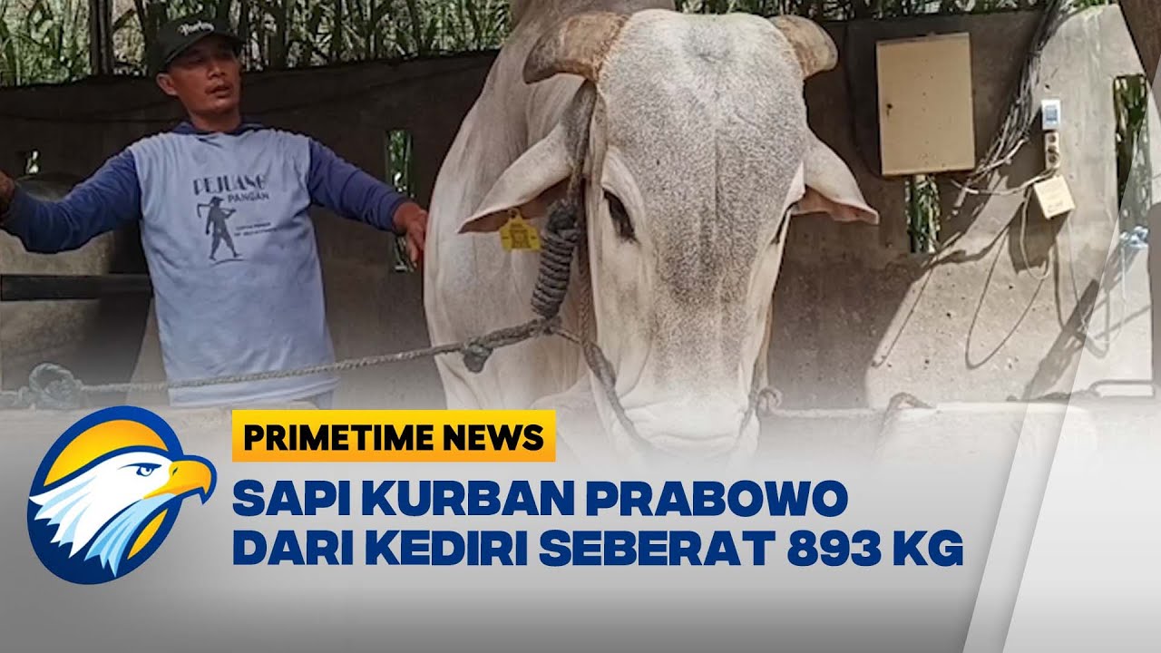 Begini Wujud Sapi Kurban Presiden Prabowo yang Berasal Dari Kediri - [Primetime News]