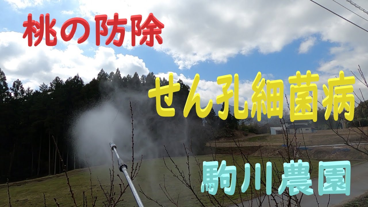桃の防除　せん孔細菌病　邑南町　駒川農園　22.3.17