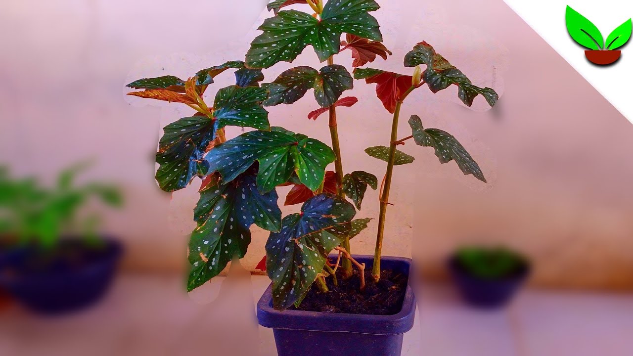 🌿COMO CUIDAR DA BEGÔNIA  ASA DE ANJO 🌱