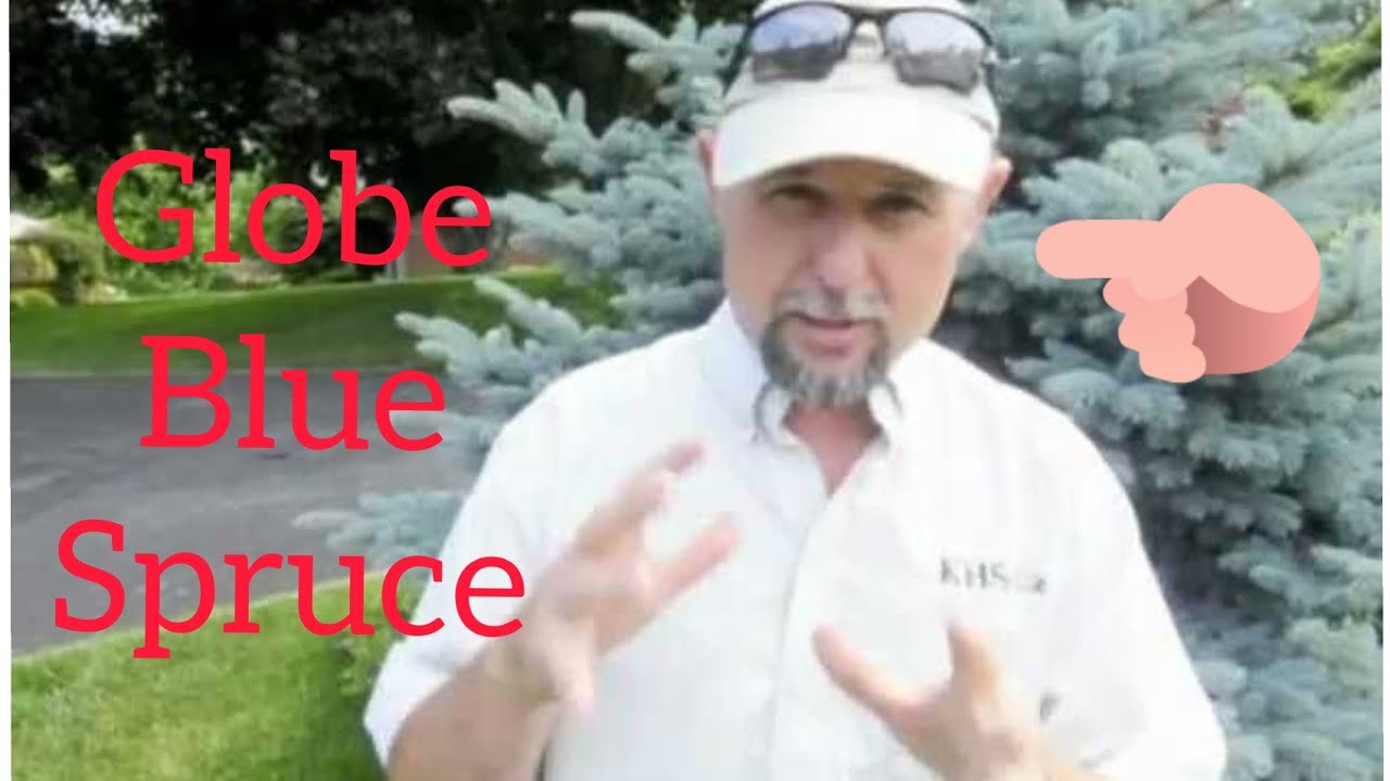 Growing Global Blue Spruce