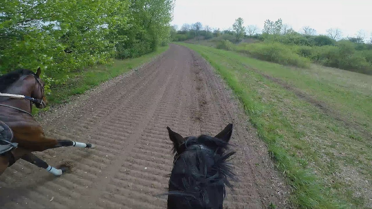 Gallop Sparing with FAST Speed average 55 Km/H. GOPRO 5