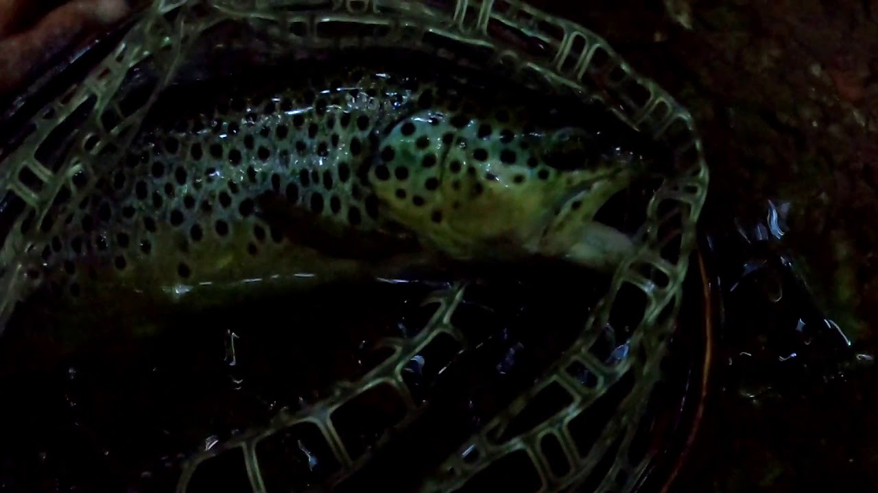 Native trout italy lure fishing . #duointernational #daiwa #fishingmania #pescaspinning