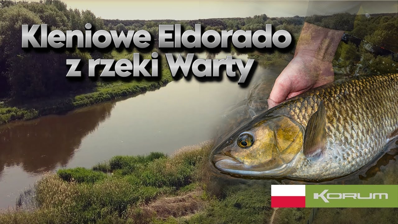 Kleniowe Eldorado z rzeki Warty - #korum #poland