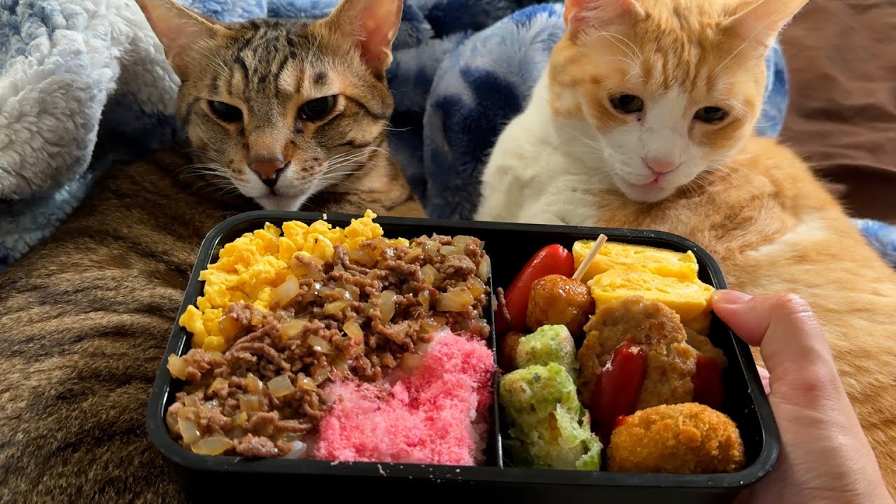 猫3匹飼ってるし三色弁当作って猫たちに見せびらかしてみる