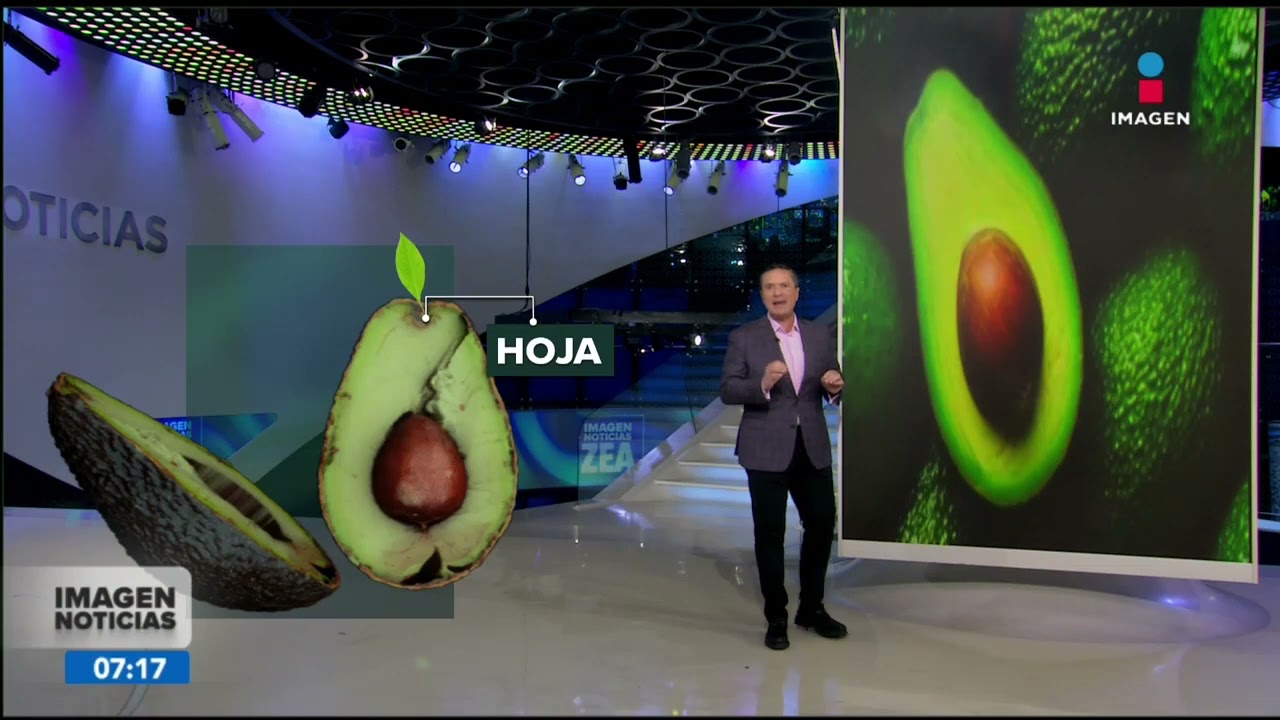 Anatomía del aguacate | Noticias con Francisco Zea