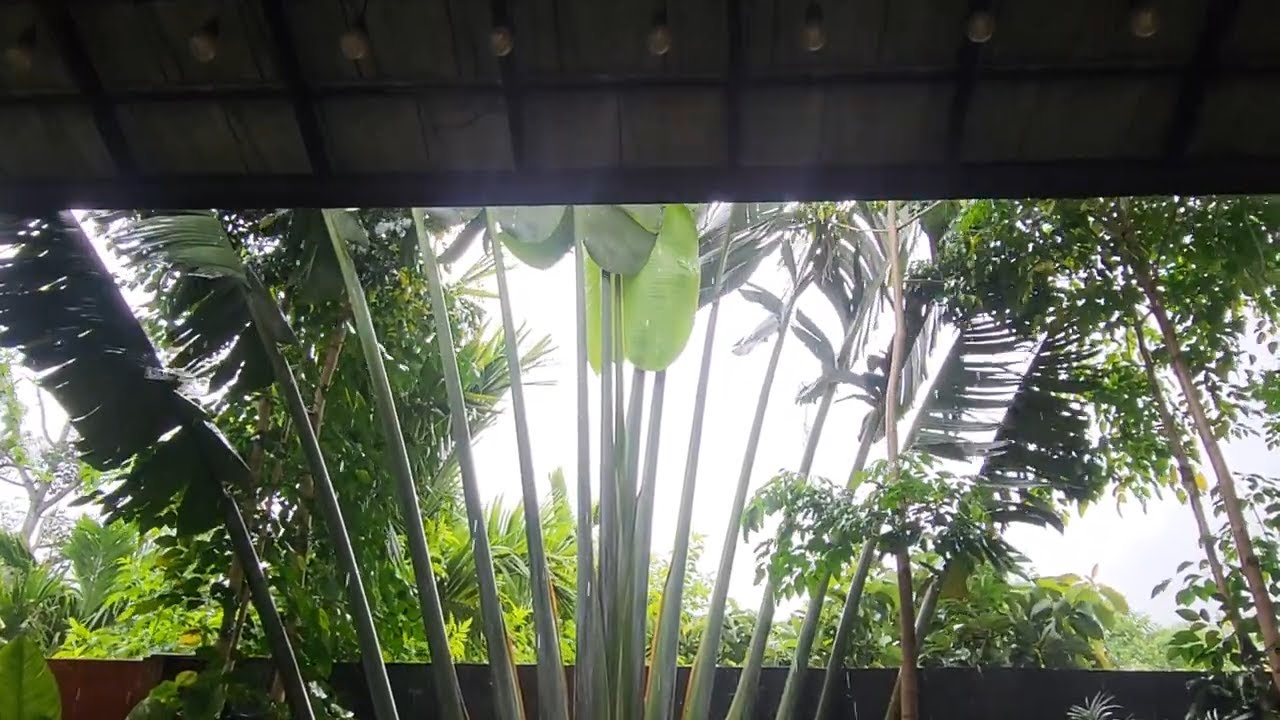 SOUND OF LIFE - HEAVY RAINY MOMENT | VIETNAM