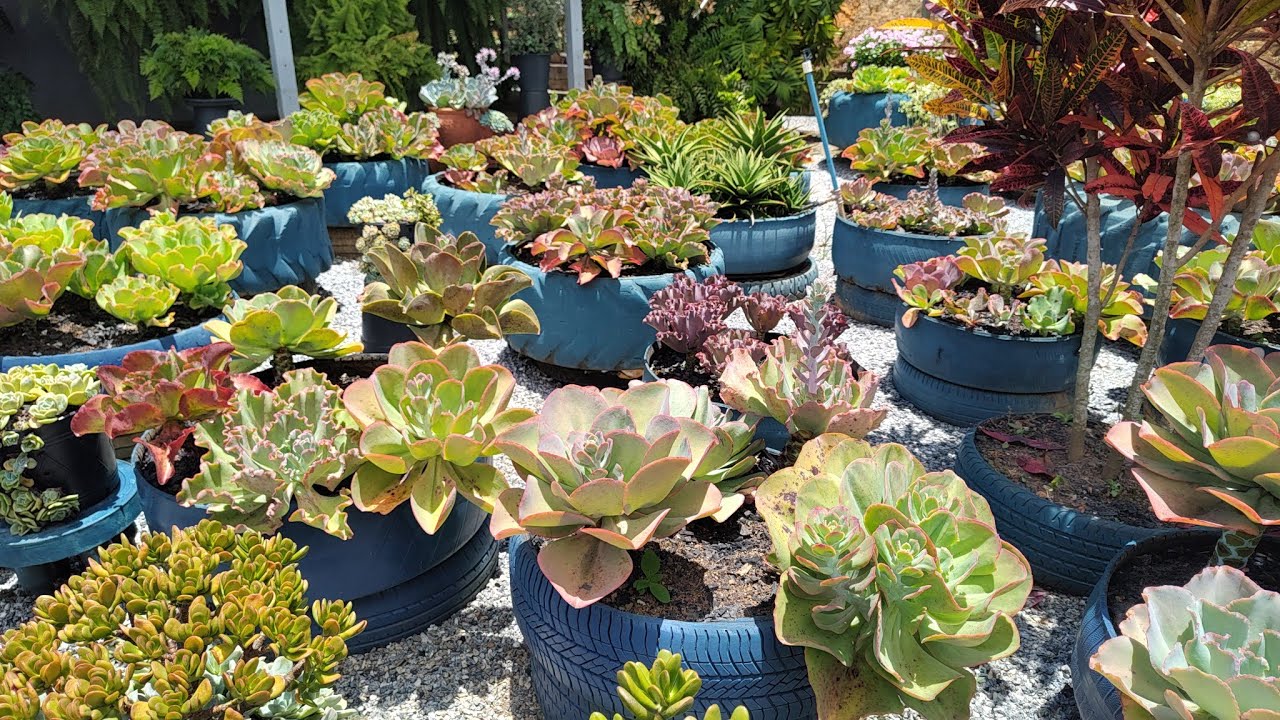 chuva, sol, sol e chuva resultam em  plantas queimadas ,o que fazer ?🤔