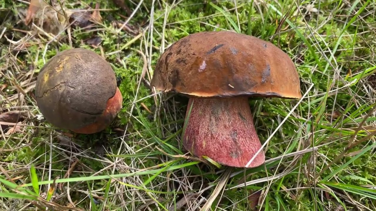Dotted Stem Bolete – Watch the Stem Change Color in 21 seconds