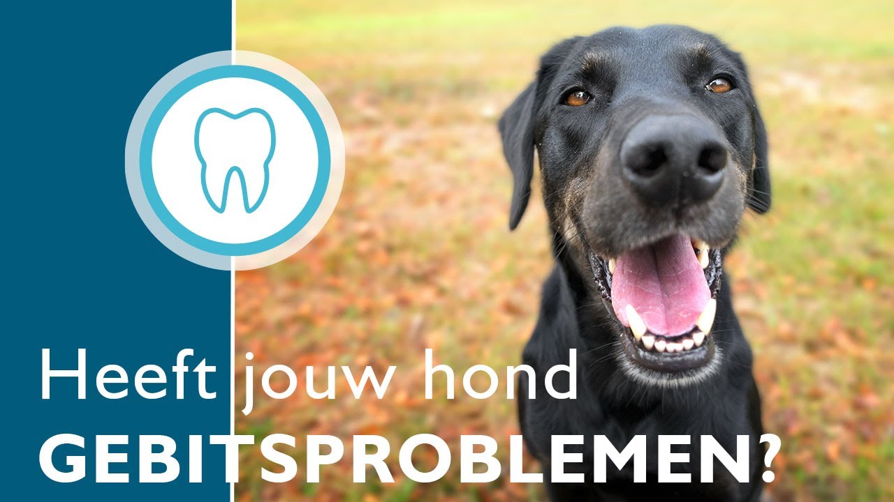 Gezond gebit - heeft jouw hond gebitsproblemen?