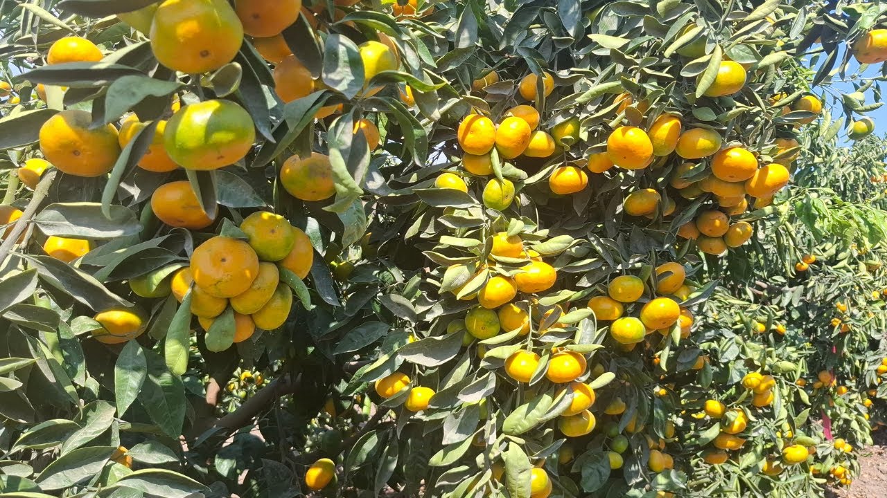 Mandarina Primosole