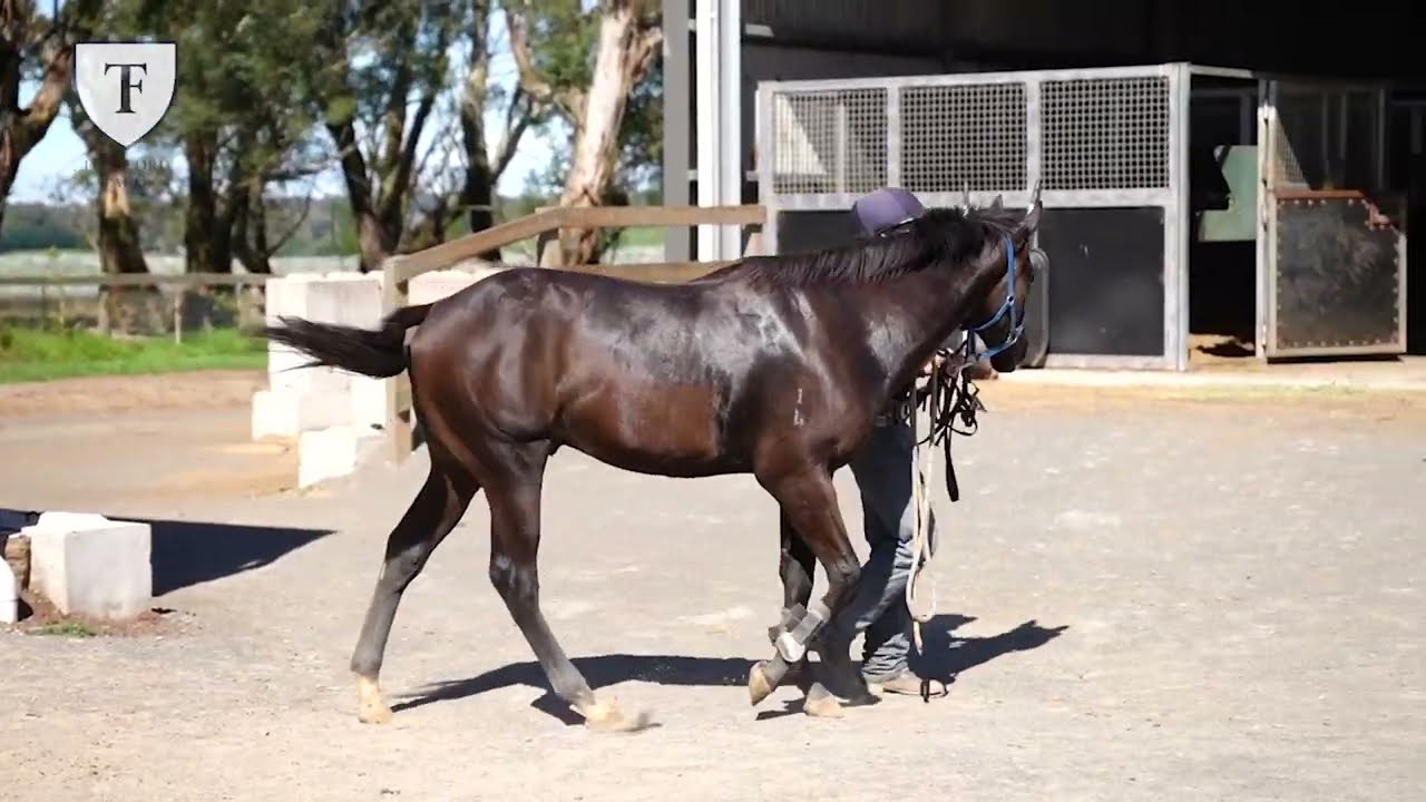 OLE KIRK x FLY BUY FLY colt - Breaking in update Thenford Farm Feb 2026