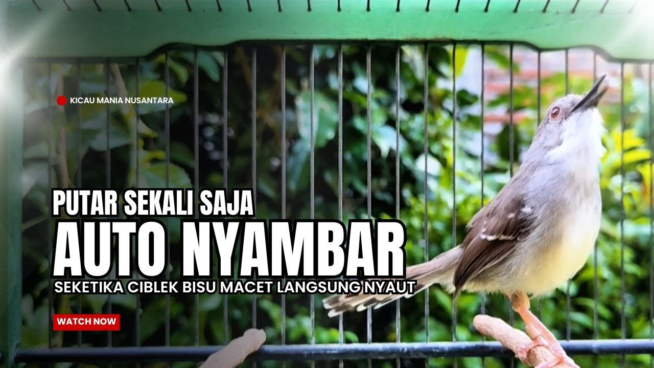 Burung Ciblek SEMI Gacor NGEBREN Untuk Pancingan Ciblek dan MASTERAN BURUNG Kesayangan Anda