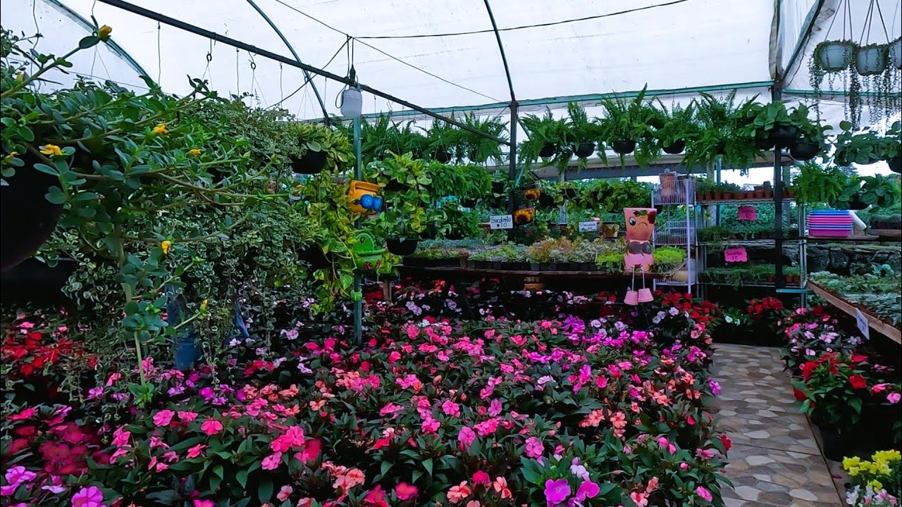Viveros Parque Doña Falla Xalapa, la ciudad de las flores 🇲🇽