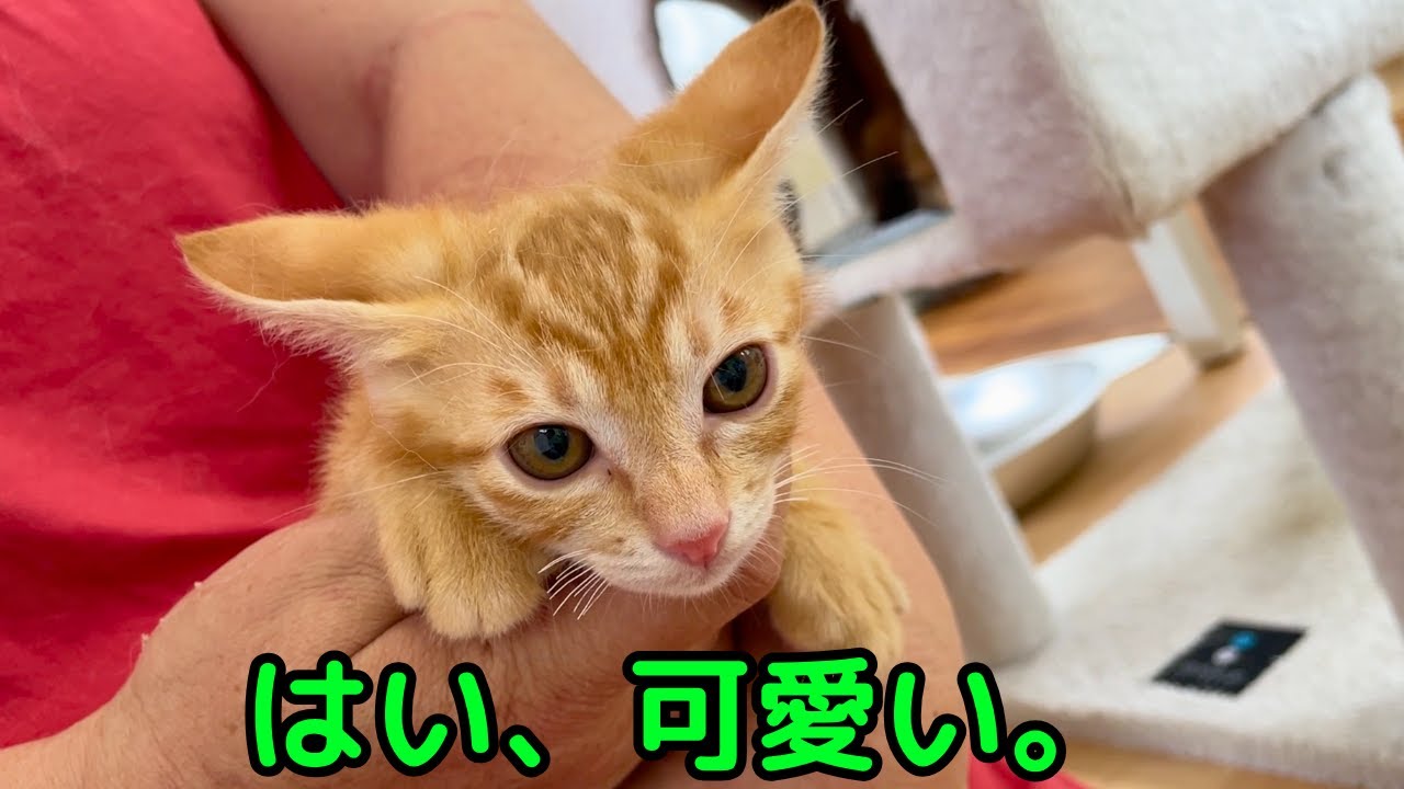 茶トラの子猫に密着取材しました