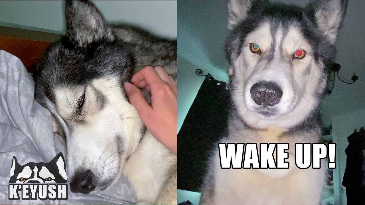 Falling Asleep With And Being Woken Up By My Husky!