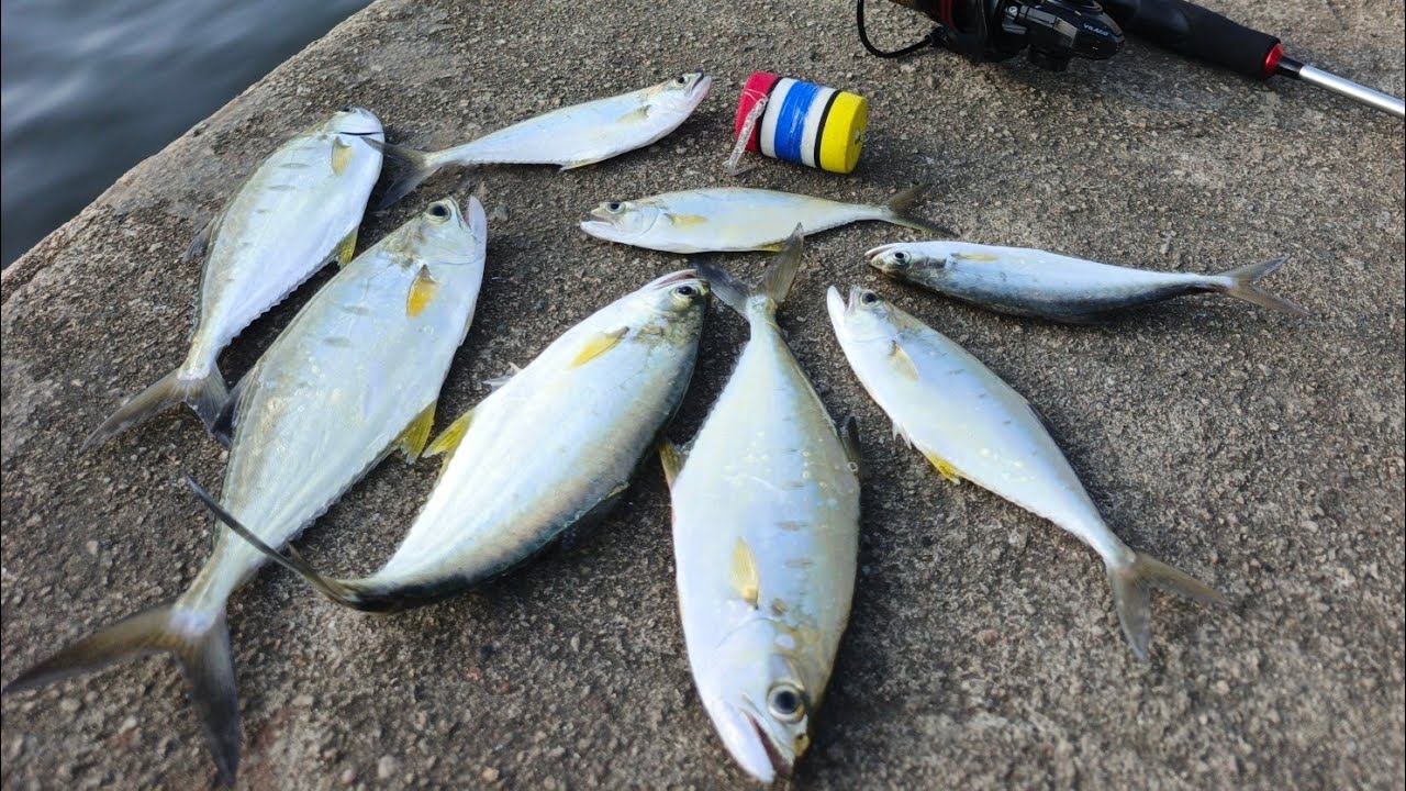 Panen ikan talang-talang || mancing dengan teknik pelampung + softlure