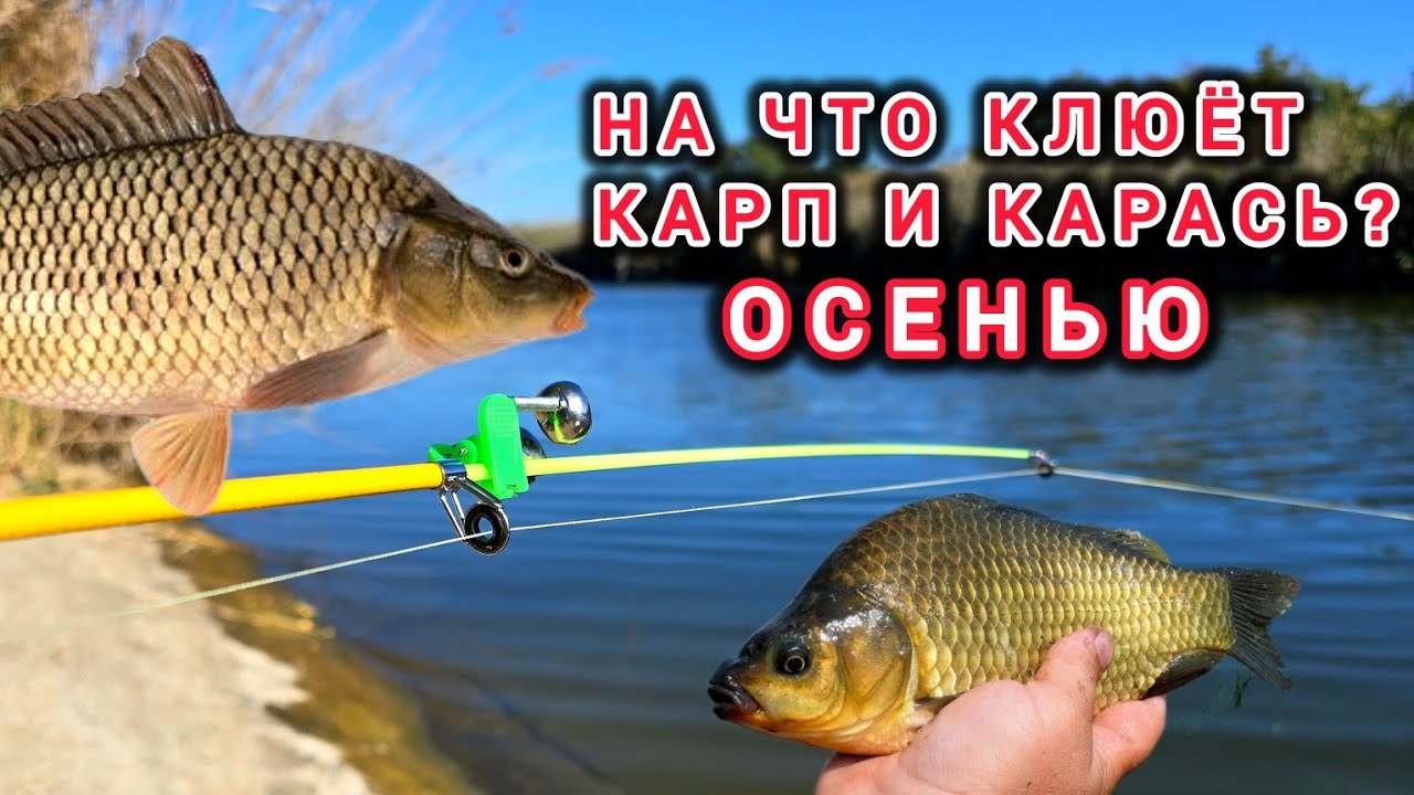Осенний Карась и Карпа. НА ЧТО КЛЮЁТ КАРП И КАРАСЬ ОСЕНЬЮ?