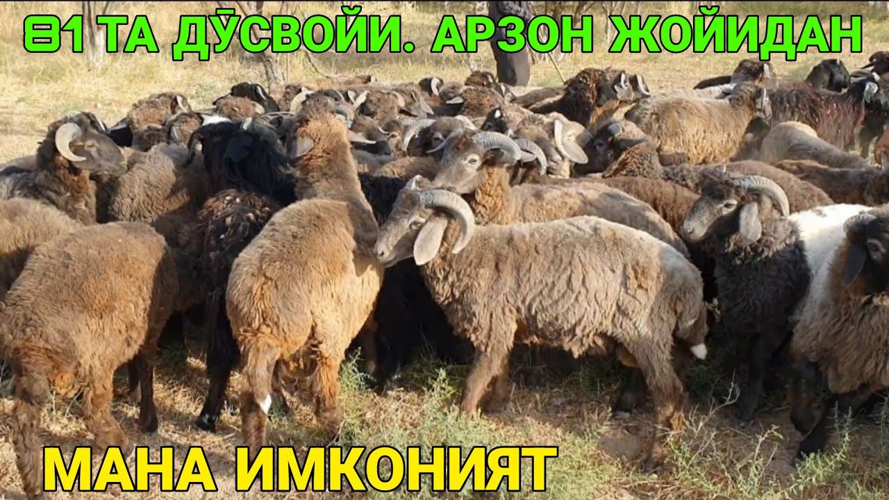 ДЕХҚОНЧИЛИК МОЛЛАР СОТИЛАДИ. ☎️97 519 96 36 ИХТИЁР АКА. 