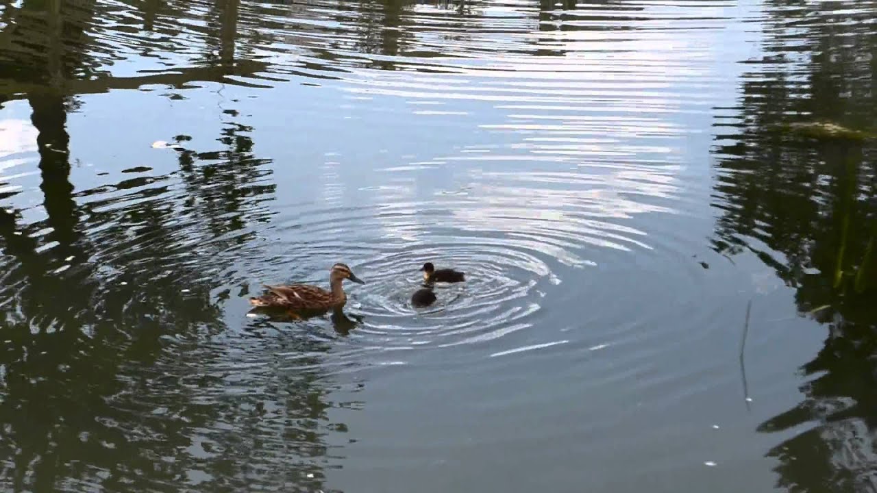 Ducks & Ducklings II Hotham Park 2012 Wildlife [HD]