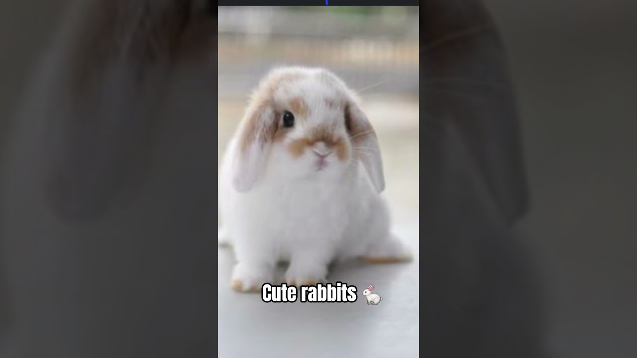 bunny cute#little 🐰#cuteanimal#petcenter #petopia the pet corner