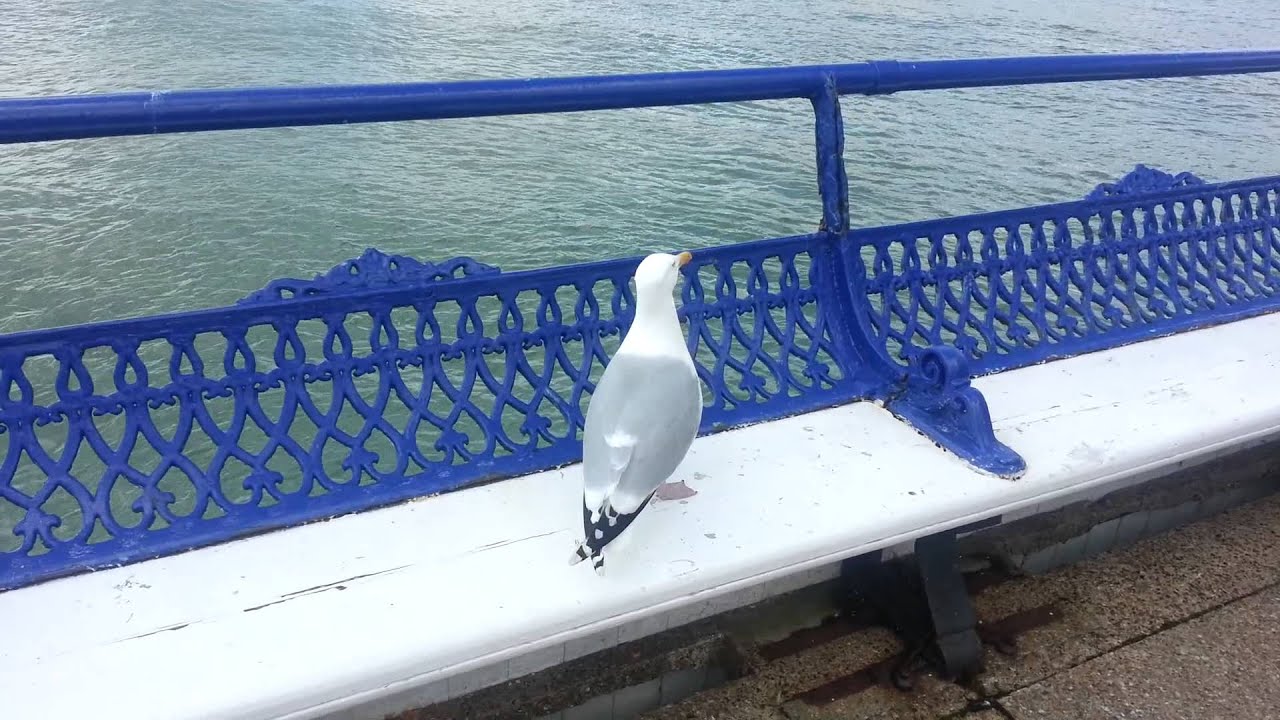 Seagull Eastbourne pier 25th May 2013