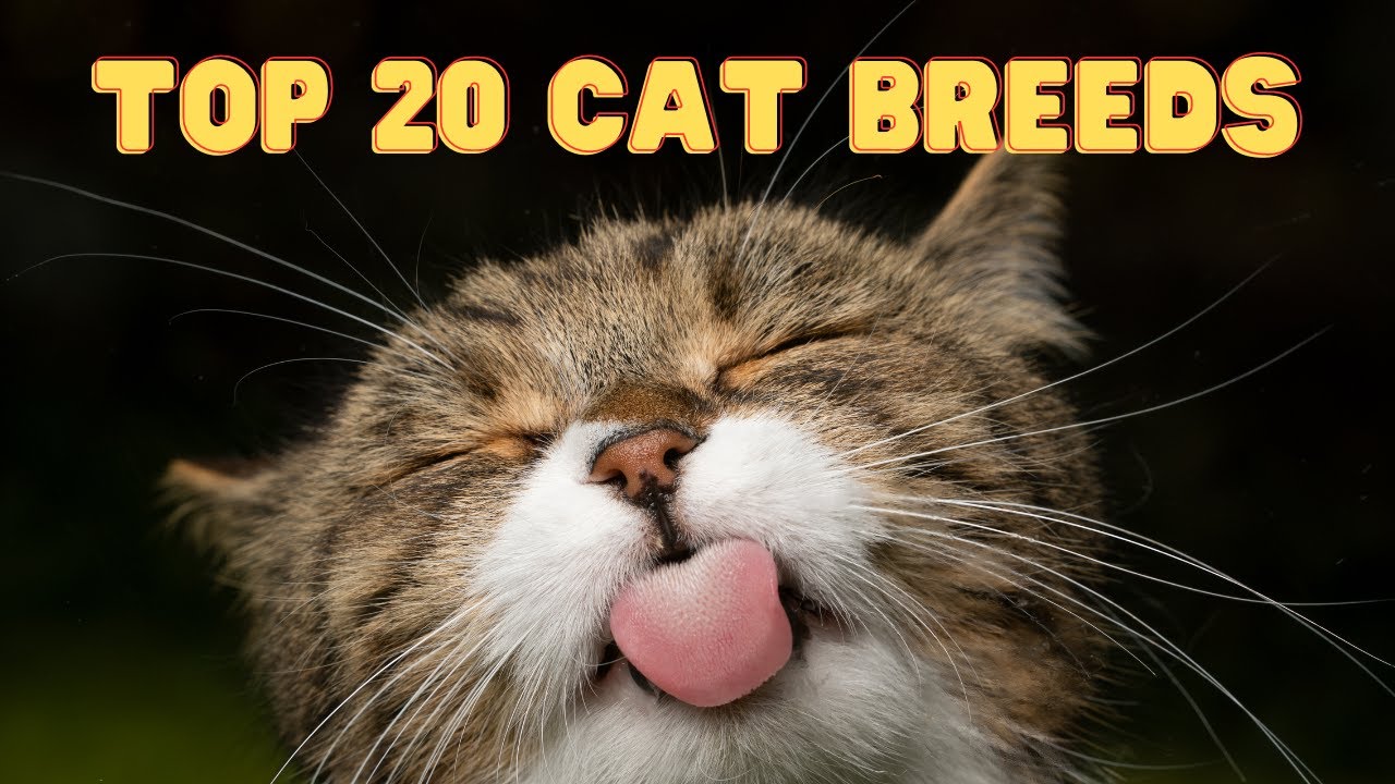 Top 20 Cat Breeds | A List of the Most Popular Cat Breeds