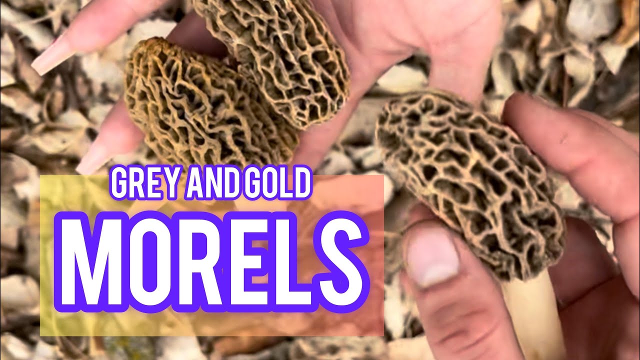 Foraging grey and gold MORELS (Sibling Adventure!) | Wild Mushrooms | Spring Forage