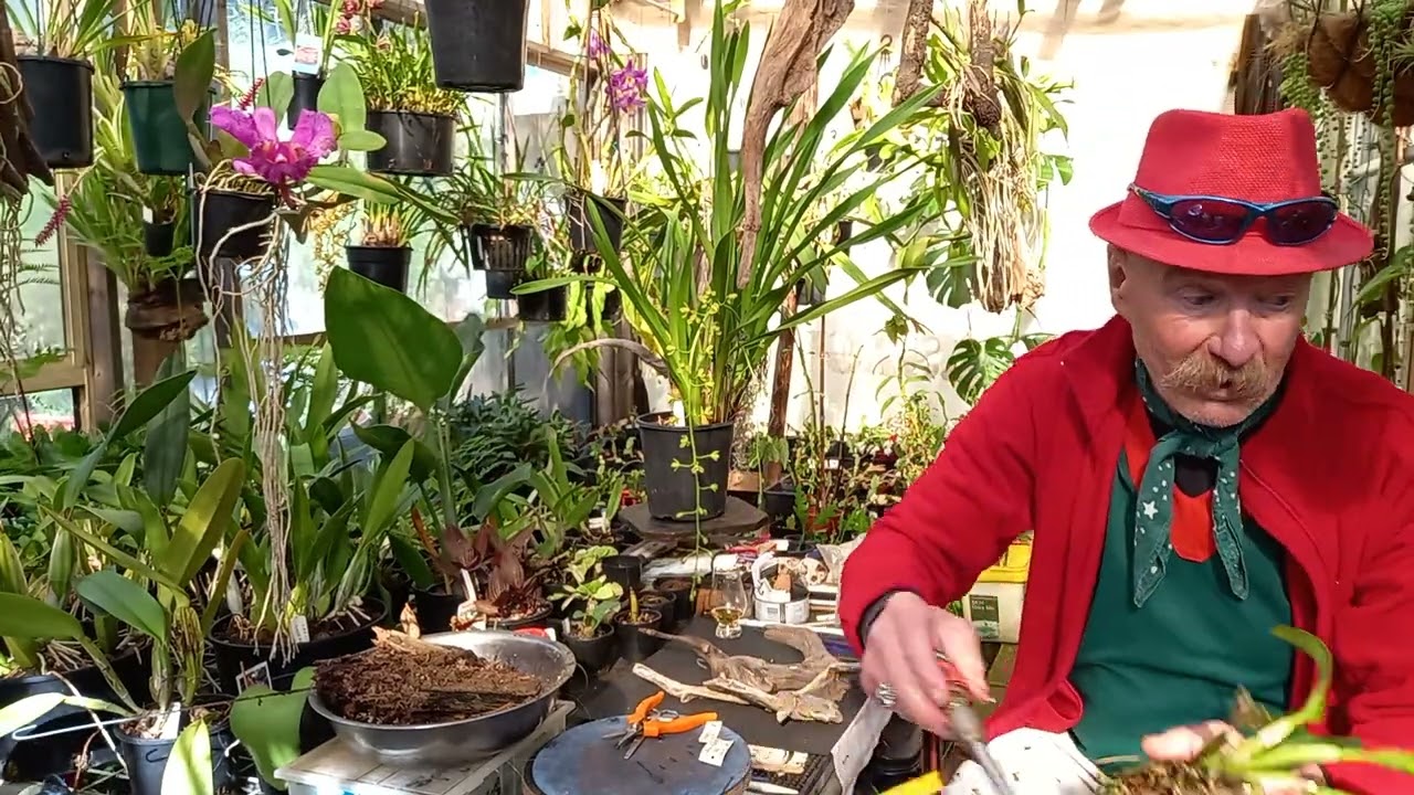 Orchid Rescue Remount