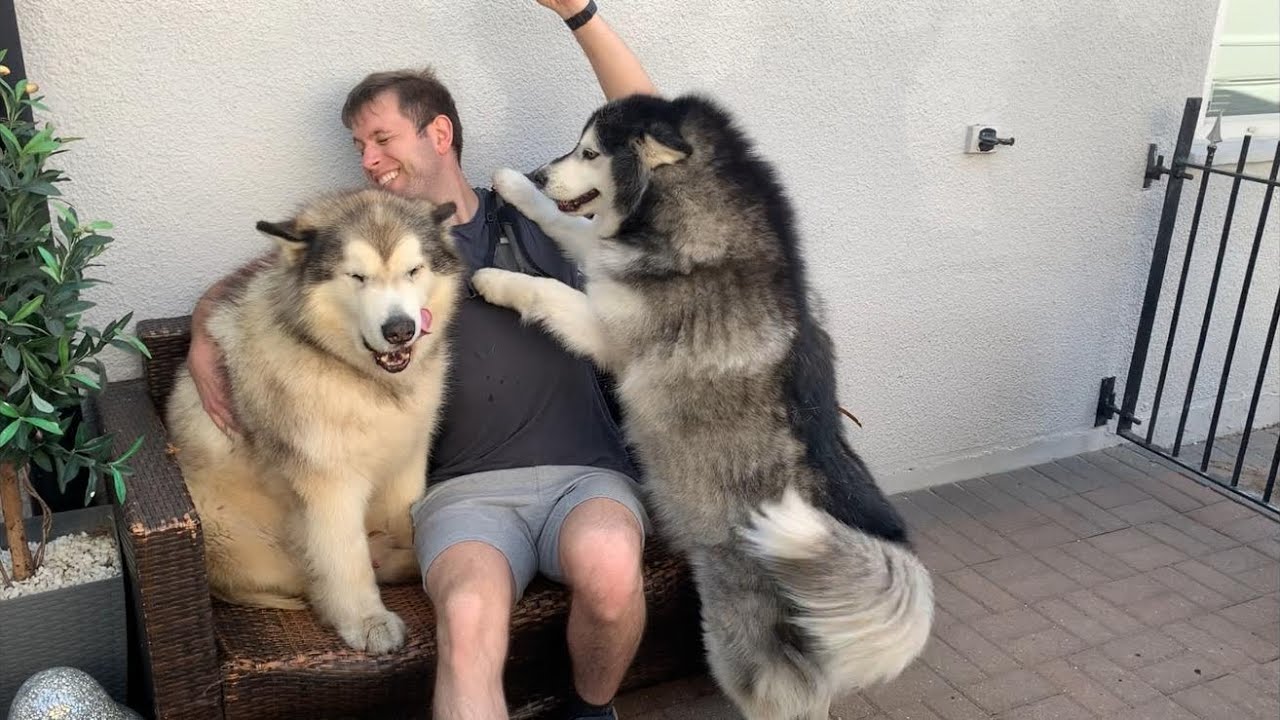 Coming Home To Man’s Best Friend (Cutest Fluffy Bears!!)