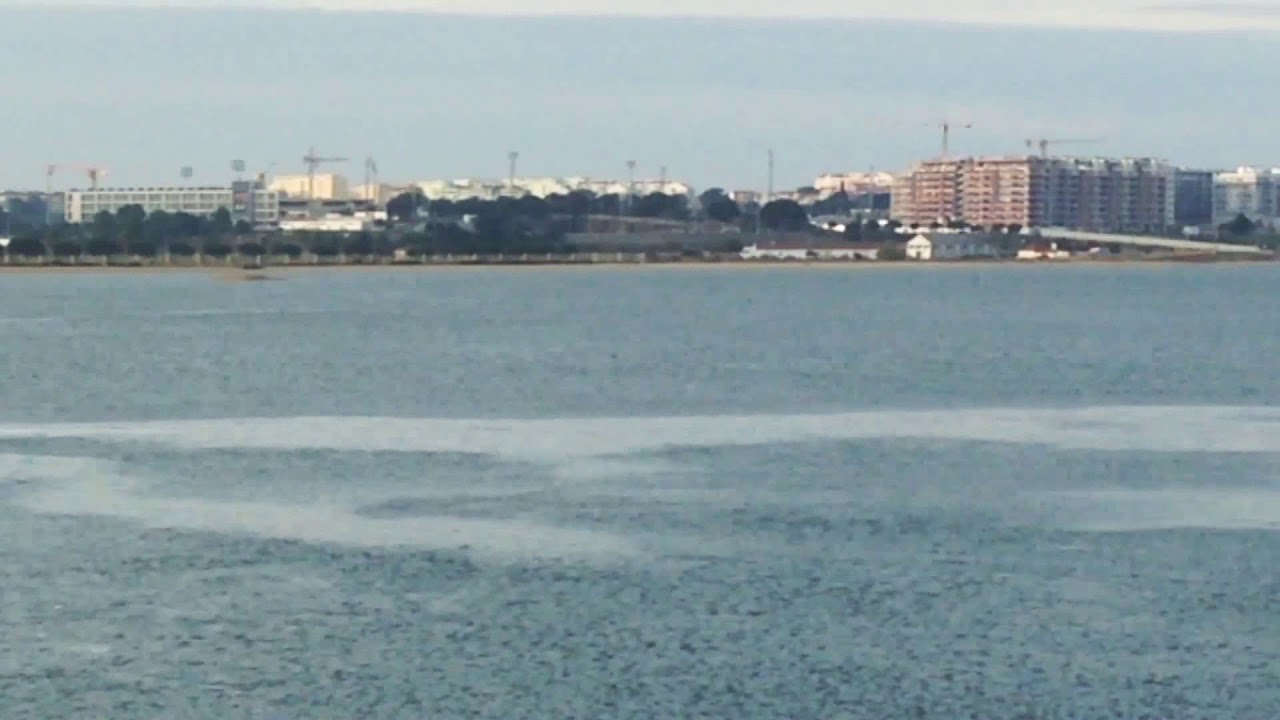 Golfinhos na estação dos barcos do Barreiro 26-11-2017 8:30h