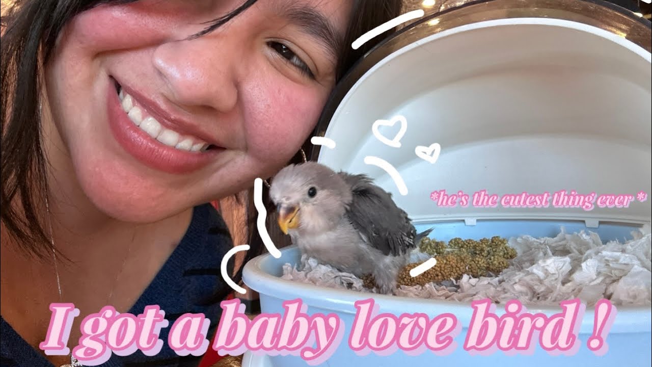 Surprise ! I got a baby love bird 🌷🫧💕 | road trip, Barnes & noble , and more !! 