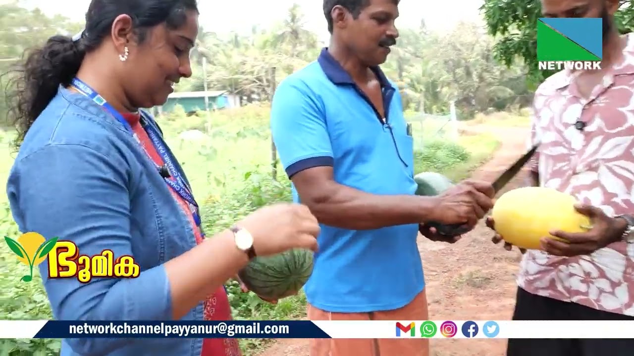 തണ്ണിമത്തന്‍ വിപണിയില്‍ വൈവിധ്യവുമായി കണ്ണപുരത്തെ ' ഭൂമിക ' കൂട്ടായ്മ. കാണാം ഭൂമികയില്‍