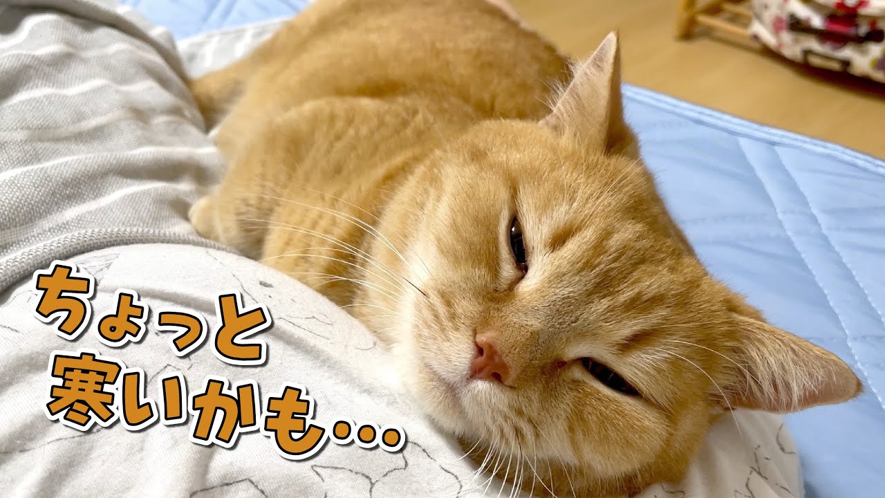 ひんやり布団を敷いたら寒くなって腕枕で寝る猫が可愛すぎました！