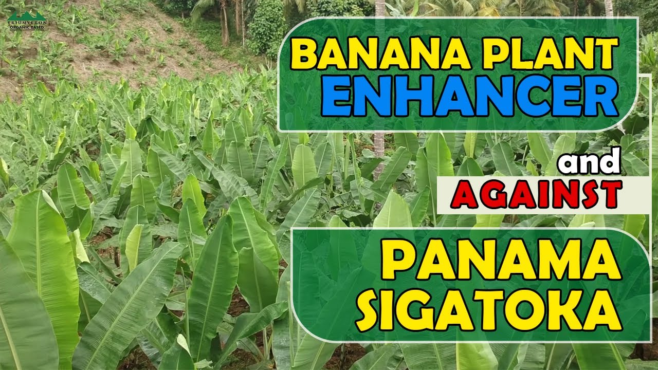 A Banana Farm Enchanced againts PANAMA, SIGATOKA and other diseases.