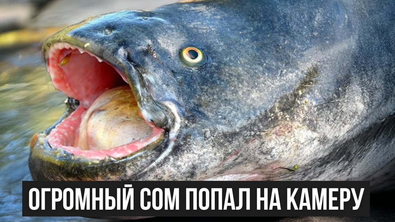 Кадры, которые шокировали интернет. Самые большие сомы, снятые на видео!