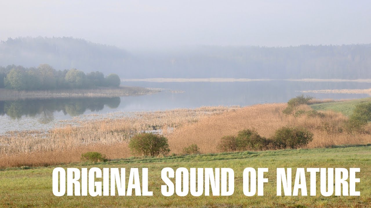 The original relaxing sound of nature. Bird singing. Kielarskie Lake. Warmia. Northern Poland
