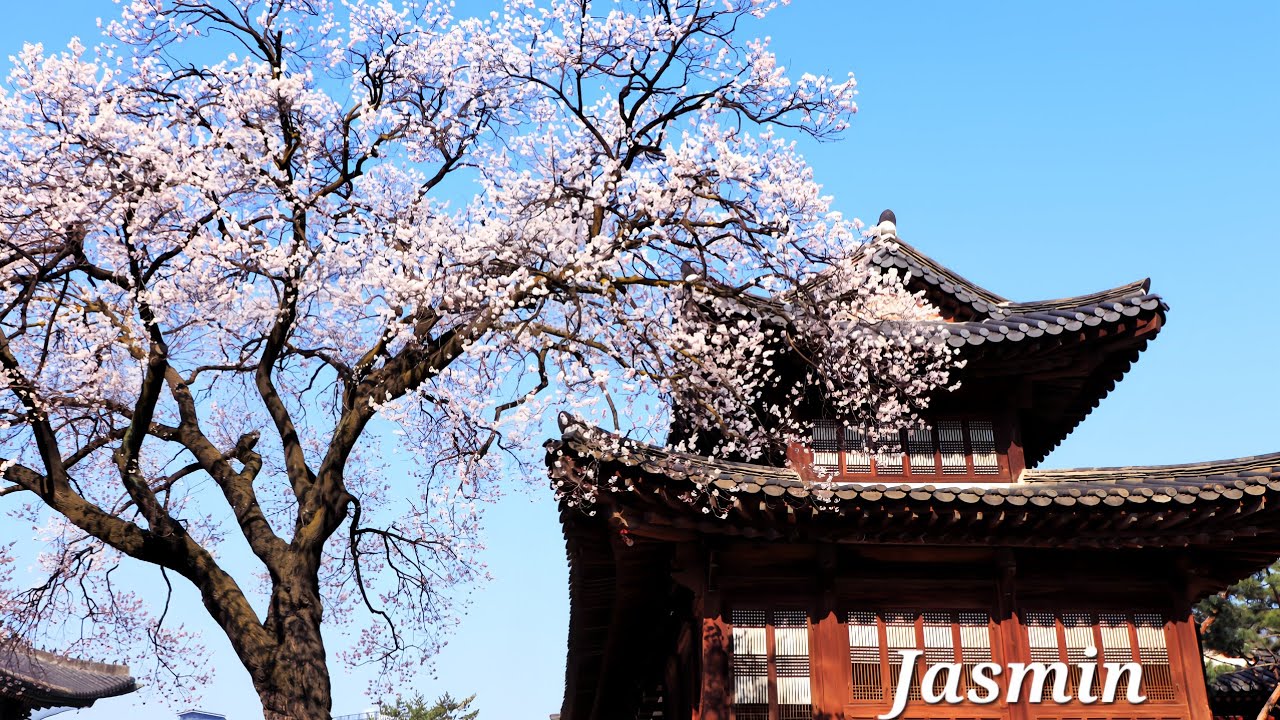 봄날의 고궁, 목련과 벚꽃 사이로 흐르는 기악곡 , 독서와 사색을 위한 편안한 음악