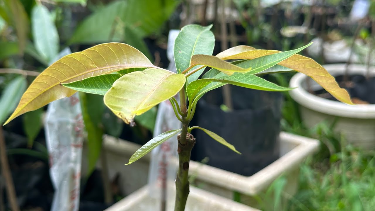Grafting Mangga Jenis Red Ivory lagi dengan Cara Sistem Lilit Full, 100% Sukses