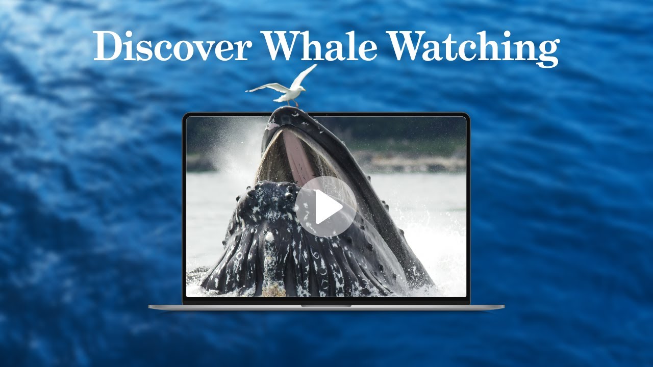 Top 10 Destinations For Whale Watching with Helen Bryon - 8 January 2025