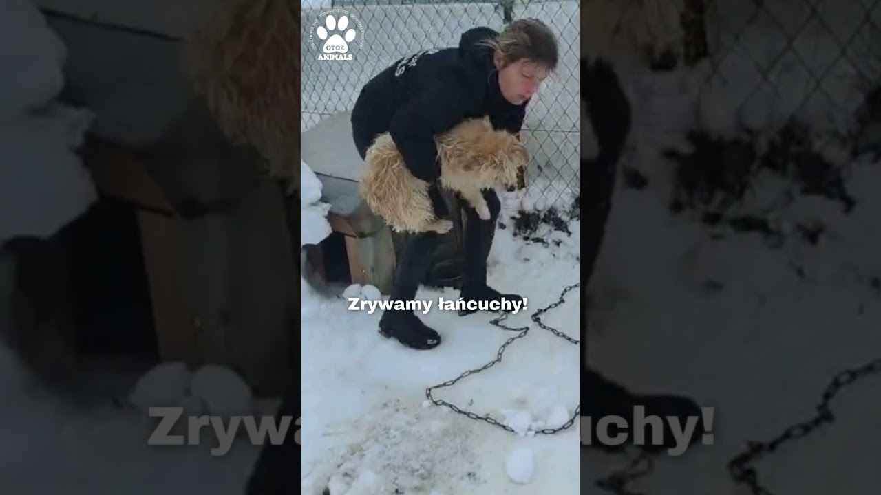 Wyobraź sobie życie na kr&oacute;tkim łańcuchu lub małym pseudokojcu. Dla wielu psiak&oacute;w to codzienność.