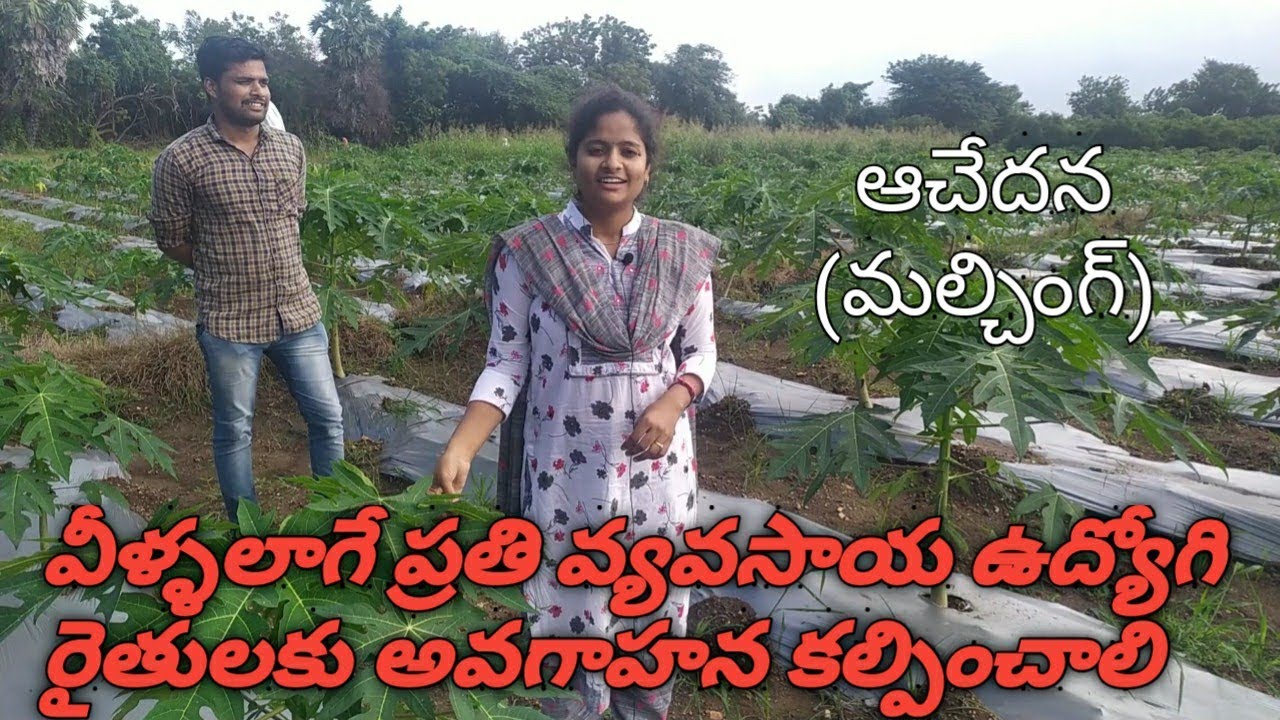 Papay cultivation in telugu | బొప్పాయి పంటలో మల్చింగ్ ఉపయోగాలు సబ్సీడీ వివరాలు