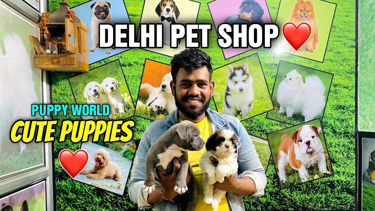 Cute Puppies Delhi Pet Shop ❤️ | German Shepherd American bully Labrador Husky | Cheap Dog Market