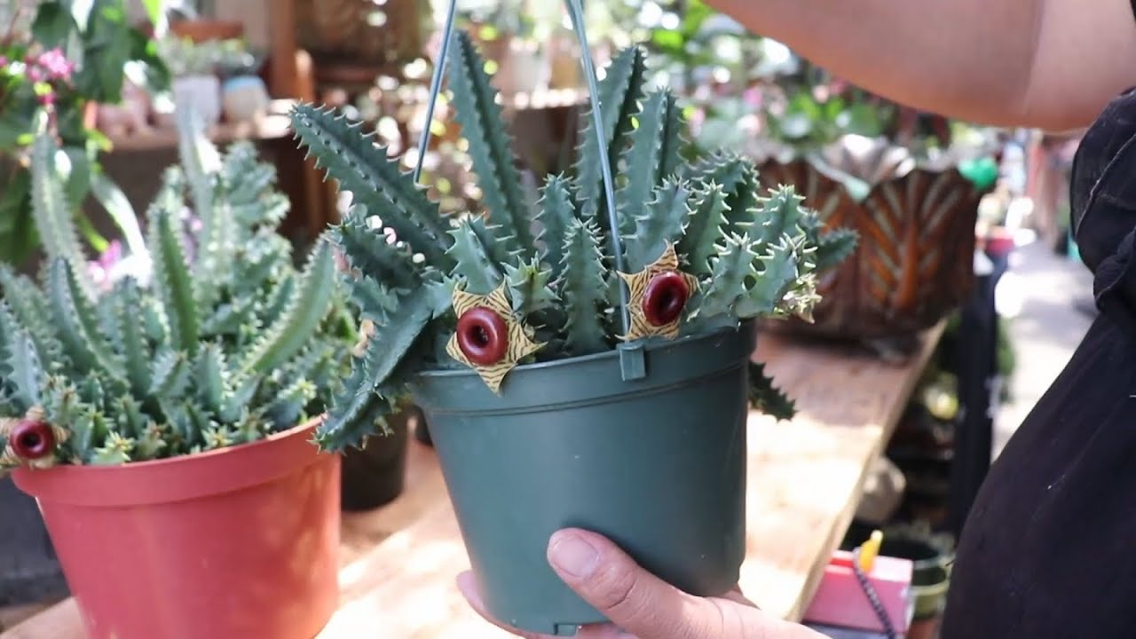 Mostrando La Floracion De Stapelia Lifesaver y Como Producir