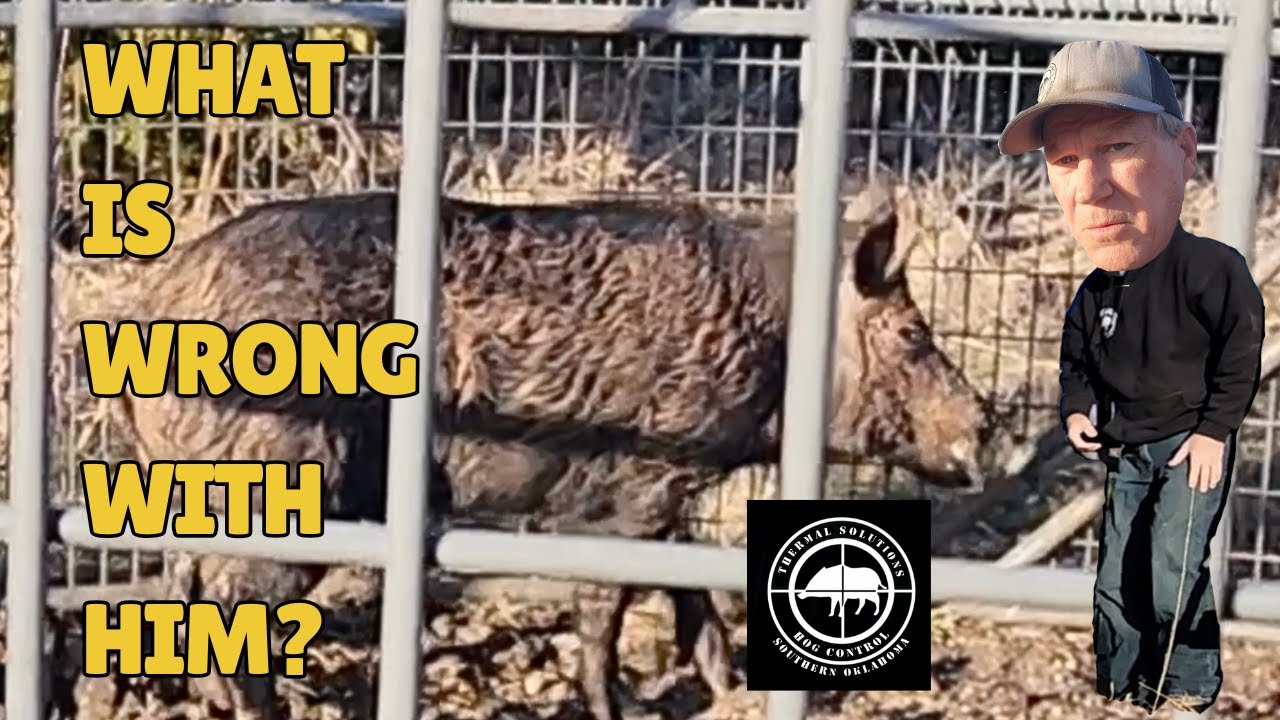 Hog Foaming at the Mouth  Is it Rabies?