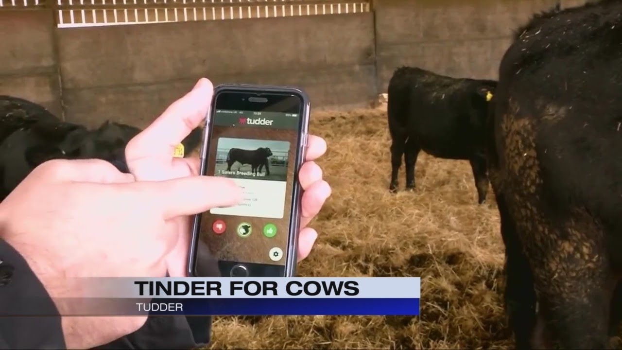 Tudder: Tinder for Cows